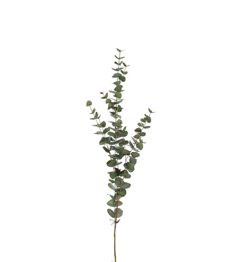 [9202-95] Eucalyptus oksa 120 cm