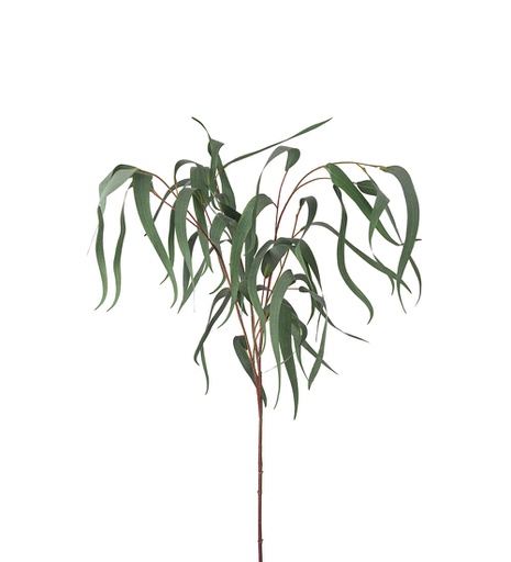 [2371-95] Eucalyptus 110 cm