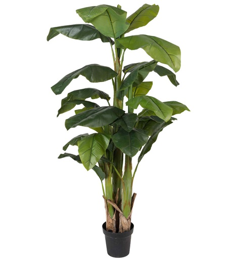 [7241-240] Banaanipuu 240 cm